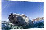 Swimming Polar Bear, Nunavut, Canada by Anonymous