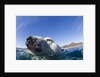 Swimming Polar Bear, Nunavut, Canada by Anonymous