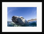 Swimming Polar Bear, Nunavut, Canada by Anonymous
