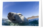 Swimming Polar Bear, Nunavut, Canada by Anonymous