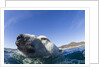 Swimming Polar Bear, Nunavut, Canada by Anonymous