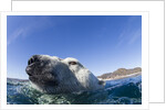 Swimming Polar Bear, Nunavut, Canada by Anonymous