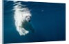 Underwater Polar Bear, Nunavut, Canada by Anonymous