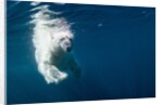 Underwater Polar Bear, Nunavut, Canada by Anonymous