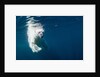Underwater Polar Bear, Nunavut, Canada by Anonymous