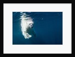 Underwater Polar Bear, Nunavut, Canada by Anonymous