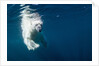 Underwater Polar Bear, Nunavut, Canada by Anonymous
