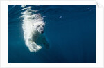 Underwater Polar Bear, Nunavut, Canada by Anonymous