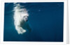 Underwater Polar Bear, Nunavut, Canada by Anonymous