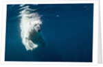 Underwater Polar Bear, Nunavut, Canada by Anonymous