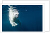 Underwater Polar Bear, Nunavut, Canada by Anonymous