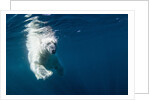 Underwater Polar Bear, Nunavut, Canada by Anonymous