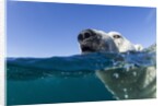 Swimming Polar Bear, Nunavut, Canada by Anonymous