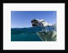 Swimming Polar Bear, Nunavut, Canada by Anonymous