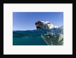 Swimming Polar Bear, Nunavut, Canada by Anonymous