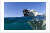 Swimming Polar Bear, Nunavut, Canada by Anonymous