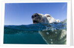 Swimming Polar Bear, Nunavut, Canada by Anonymous