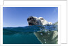 Swimming Polar Bear, Nunavut, Canada by Anonymous