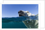 Swimming Polar Bear, Nunavut, Canada by Anonymous