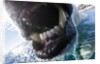 Polar Bear Bites Camera, Nunavut, Canada by Anonymous