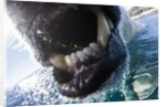Polar Bear Bites Camera, Nunavut, Canada by Anonymous