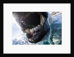 Polar Bear Bites Camera, Nunavut, Canada by Anonymous