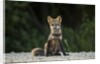 Red Fox, Gillam, Manitoba, Canada by Anonymous