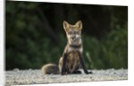 Red Fox, Gillam, Manitoba, Canada by Anonymous