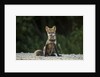 Red Fox, Gillam, Manitoba, Canada by Anonymous