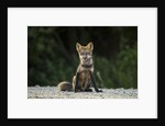 Red Fox, Gillam, Manitoba, Canada by Anonymous