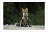 Red Fox, Gillam, Manitoba, Canada by Anonymous