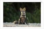 Red Fox, Gillam, Manitoba, Canada by Anonymous