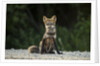 Red Fox, Gillam, Manitoba, Canada by Anonymous