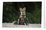 Red Fox, Gillam, Manitoba, Canada by Anonymous