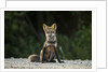Red Fox, Gillam, Manitoba, Canada by Anonymous