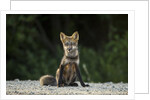 Red Fox, Gillam, Manitoba, Canada by Anonymous
