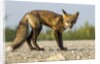 Red Fox, Gillam, Manitoba, Canada by Anonymous