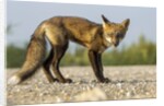 Red Fox, Gillam, Manitoba, Canada by Anonymous