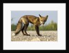 Red Fox, Gillam, Manitoba, Canada by Anonymous