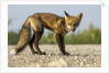 Red Fox, Gillam, Manitoba, Canada by Anonymous