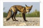 Red Fox, Gillam, Manitoba, Canada by Anonymous