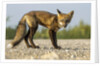 Red Fox, Gillam, Manitoba, Canada by Anonymous