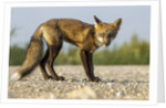 Red Fox, Gillam, Manitoba, Canada by Anonymous