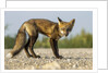 Red Fox, Gillam, Manitoba, Canada by Anonymous