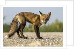 Red Fox, Gillam, Manitoba, Canada by Anonymous
