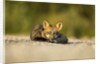 Red Fox, Gillam, Manitoba, Canada by Anonymous