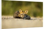 Red Fox, Gillam, Manitoba, Canada by Anonymous
