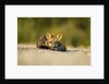 Red Fox, Gillam, Manitoba, Canada by Anonymous