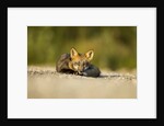 Red Fox, Gillam, Manitoba, Canada by Anonymous