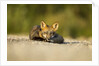 Red Fox, Gillam, Manitoba, Canada by Anonymous